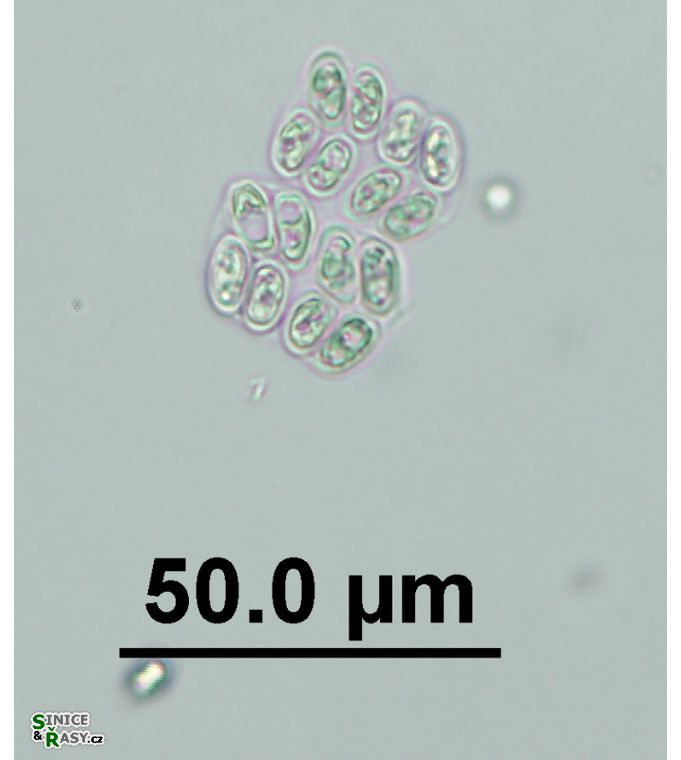 Willea irregularis