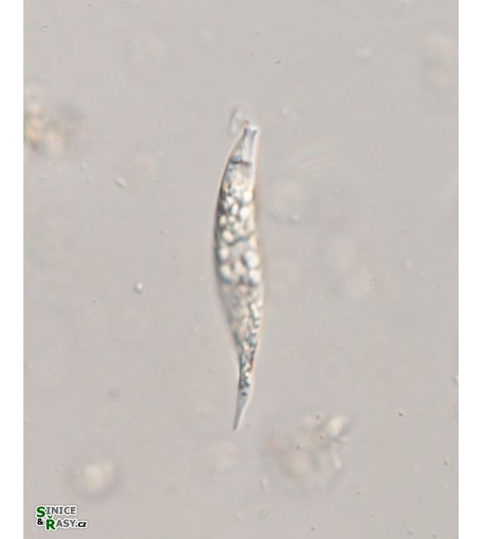Astasia harrisii