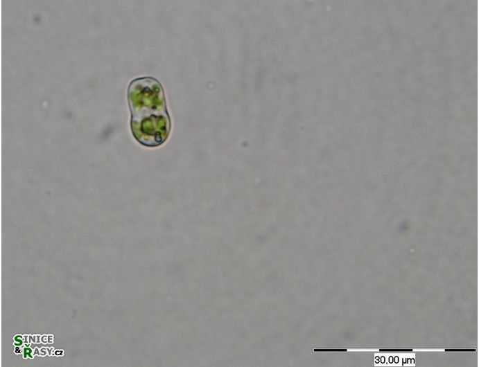Actinotaenium perminutum