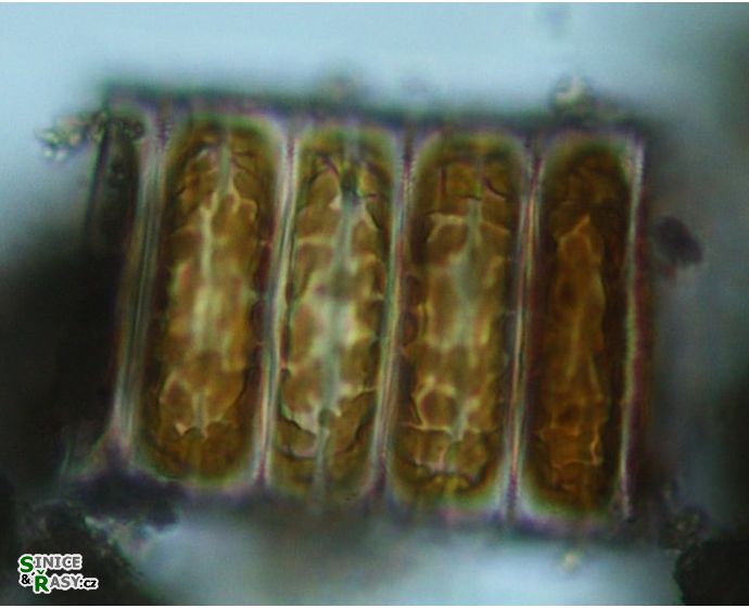 Ellerbeckia arenaria