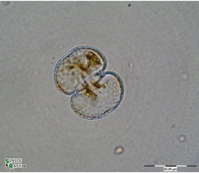 Cosmarium varsoviense