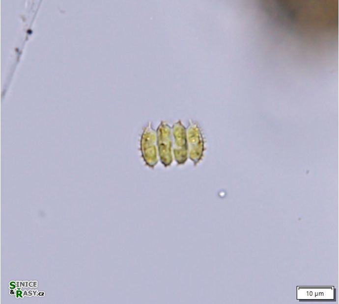 Desmodesmus serratus