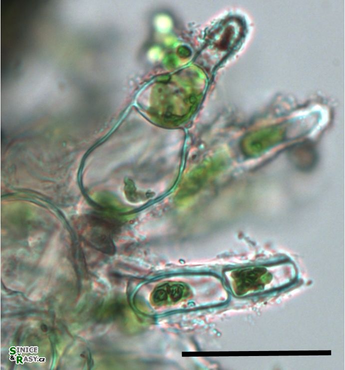 Jaoa bullata