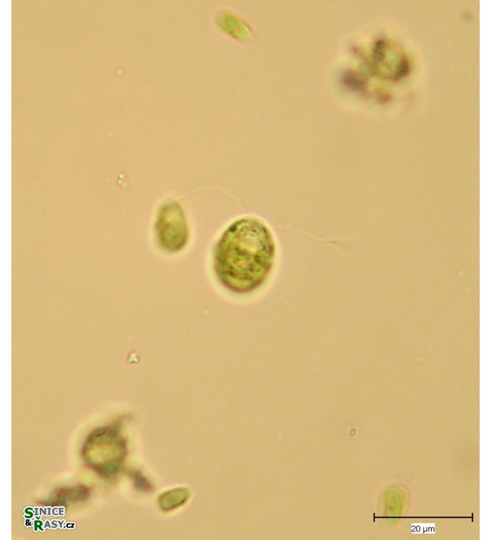 Chlamydomonas