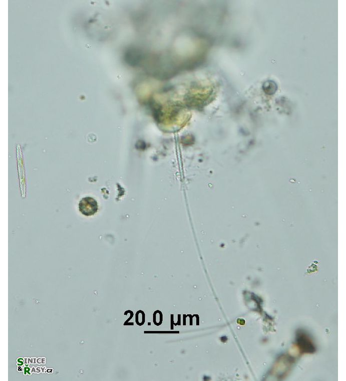 Aphanochaete repens