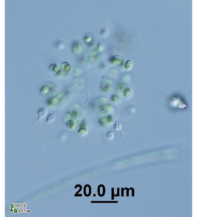 Hindakia tetrachotoma