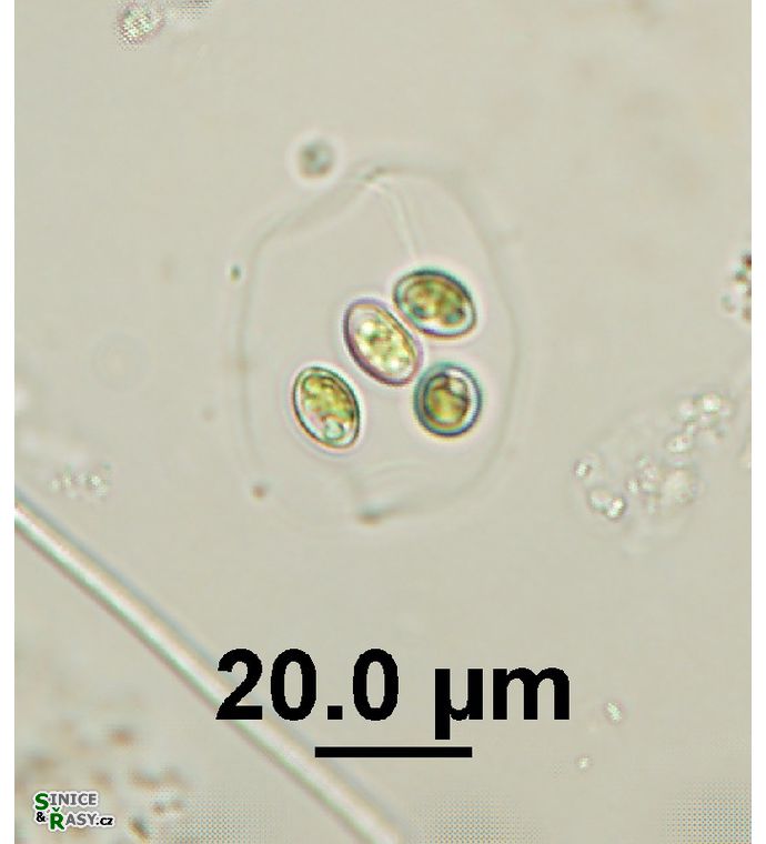Oocystis lacustris