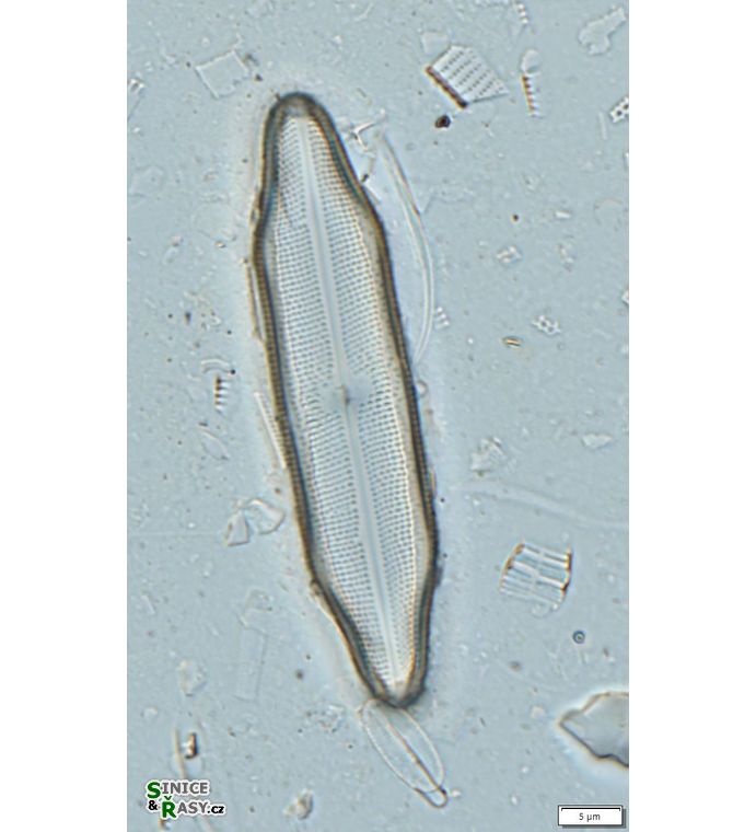 Neidium ampliatum