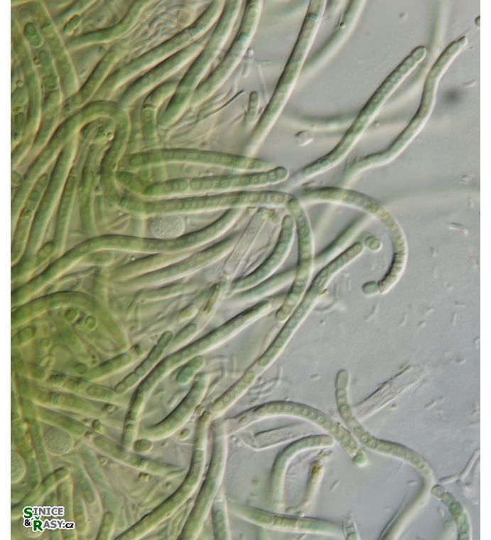cf. Phormidesmis