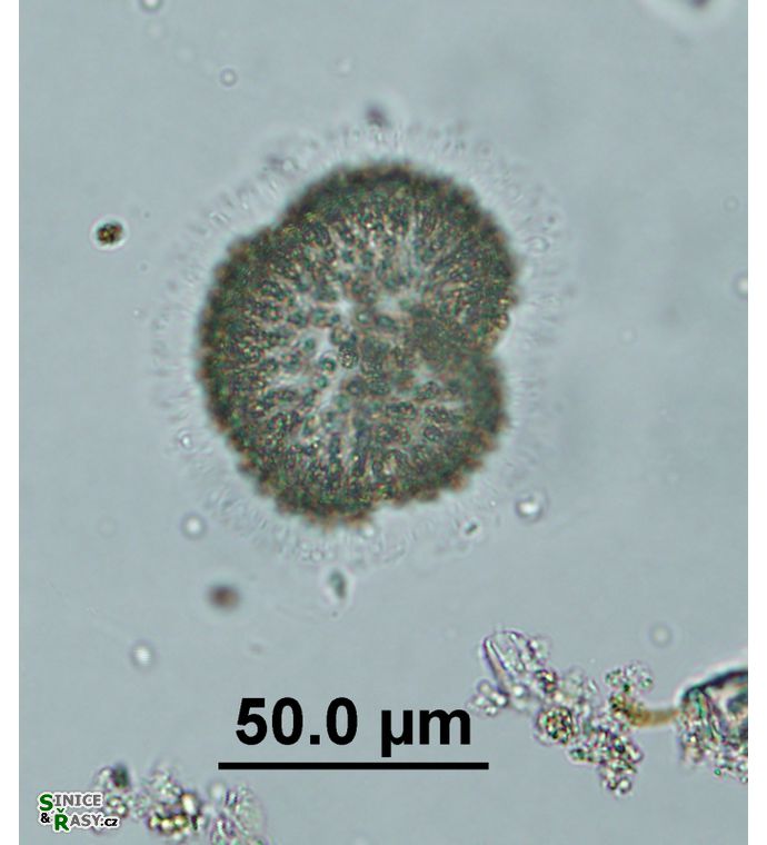 Woronichinia naegeliana