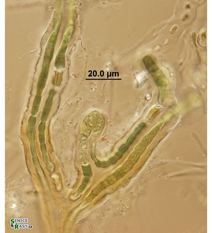 Kyrtuthrix dalmatica