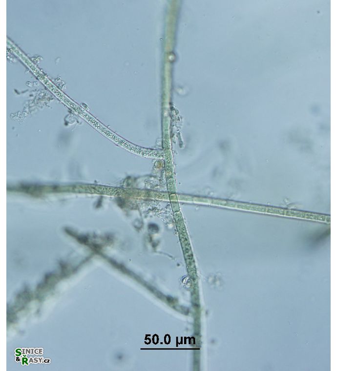 Hapalosiphon sp.
