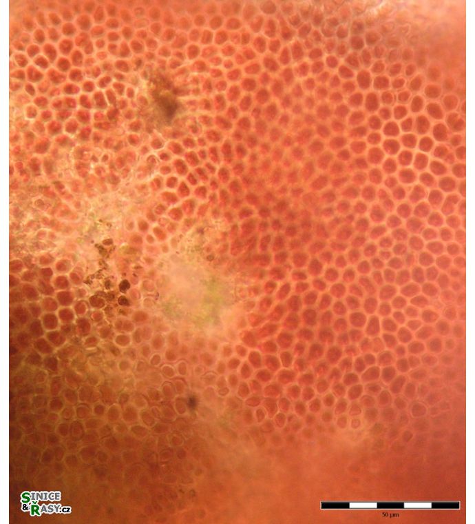 Hildenbrandia rivularis