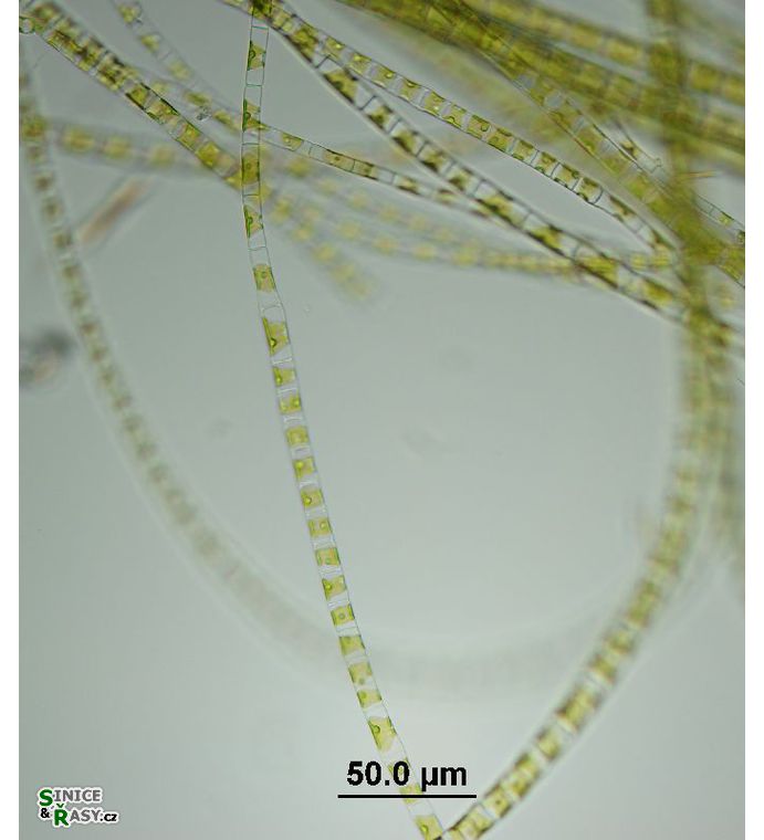 Klebsormidium cf. flaccidum