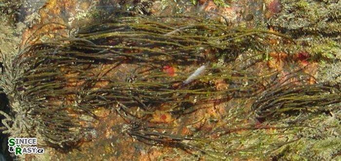 Lemanea fluviatilis
