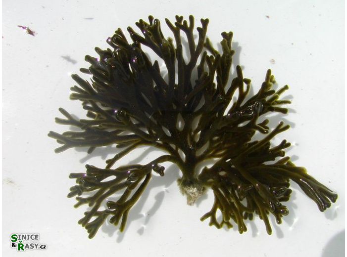 Codium fragile