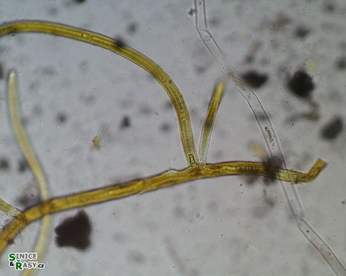 Scytonema