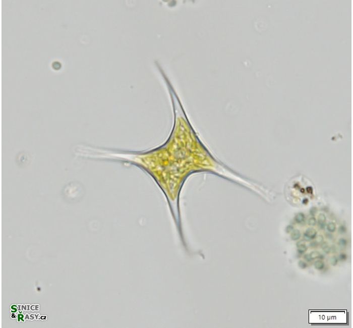 Tetraplektron