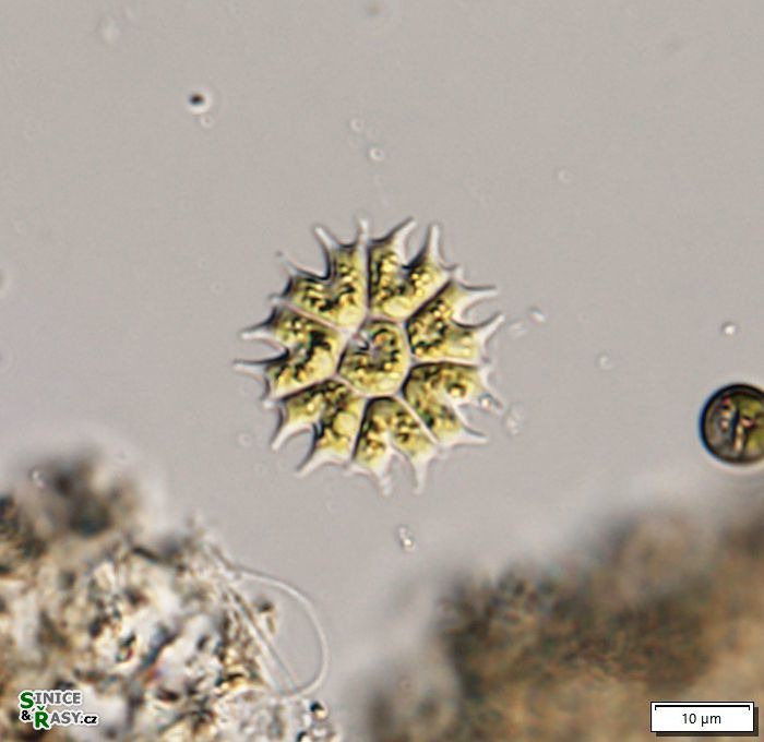 cfr. Stauridium tetras