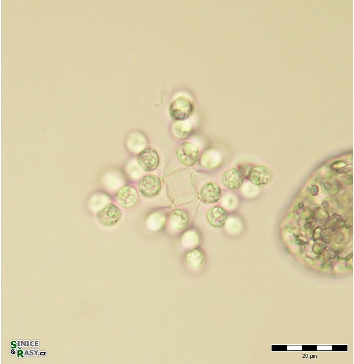 Westella botryoides