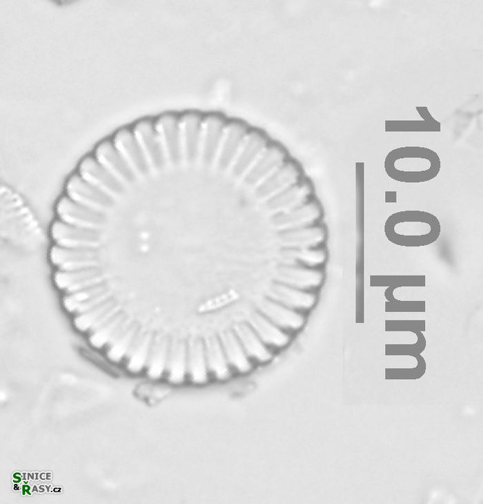 Cyclotella meneghiniana