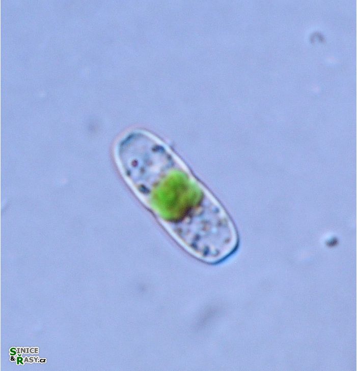 Actinotaenium inconspicuum