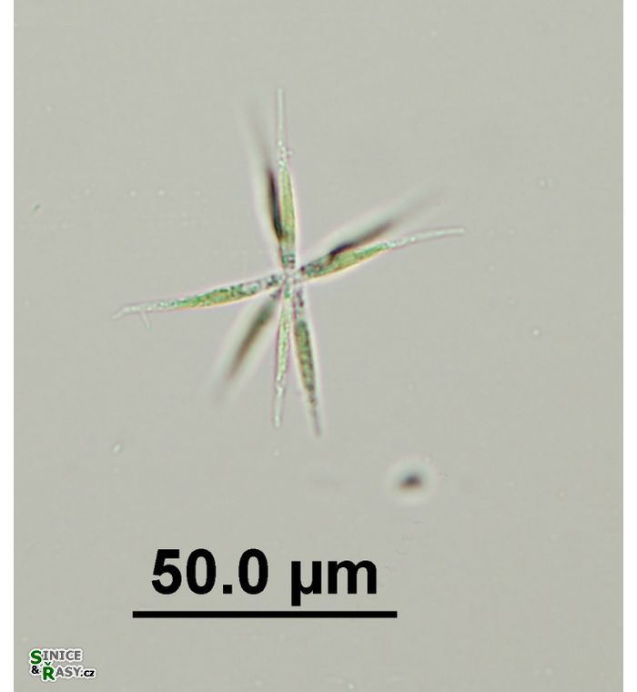 Actinastrum hantzschii var. subtile