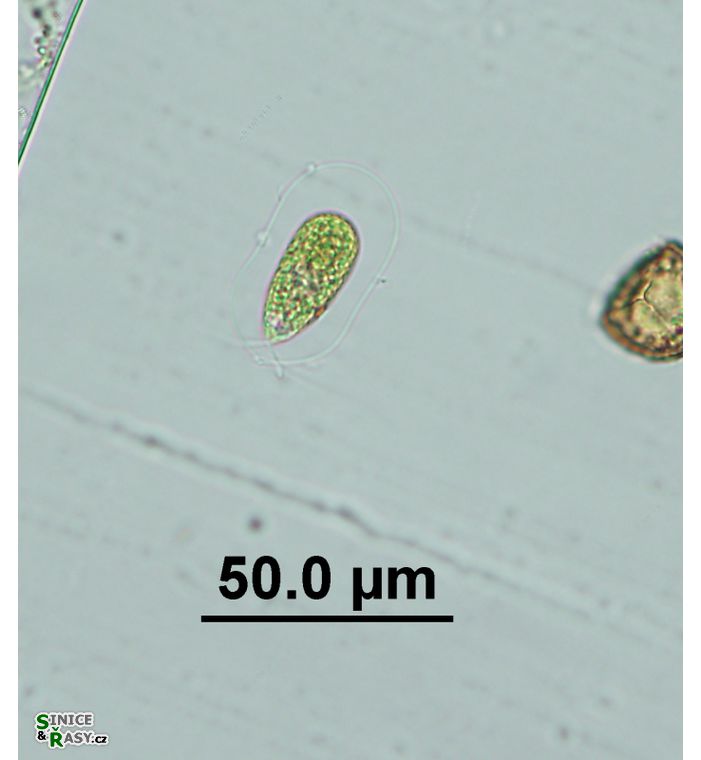 Sphaerellopsis lateralis