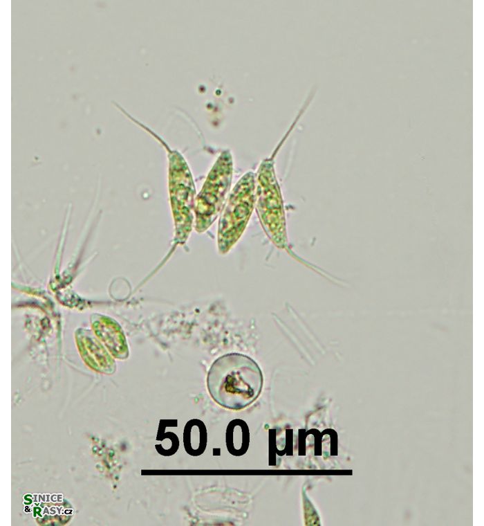Desmodesmus opoliensis