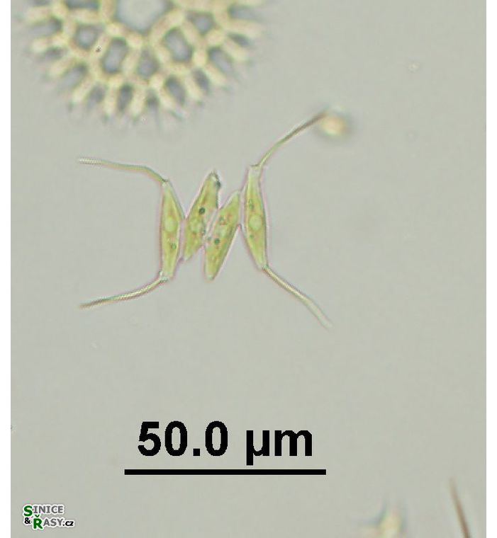 Desmodesmus opoliensis