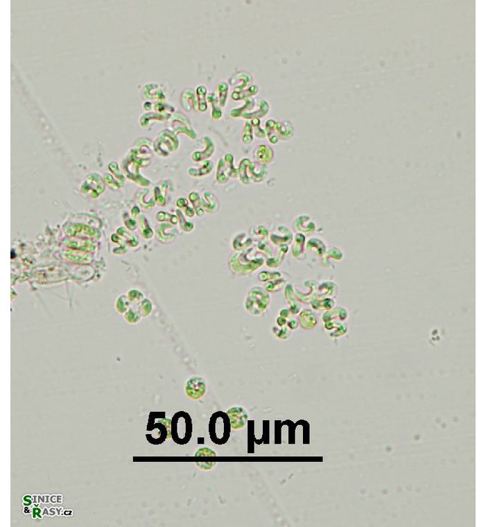 Raphidocelis danubiana