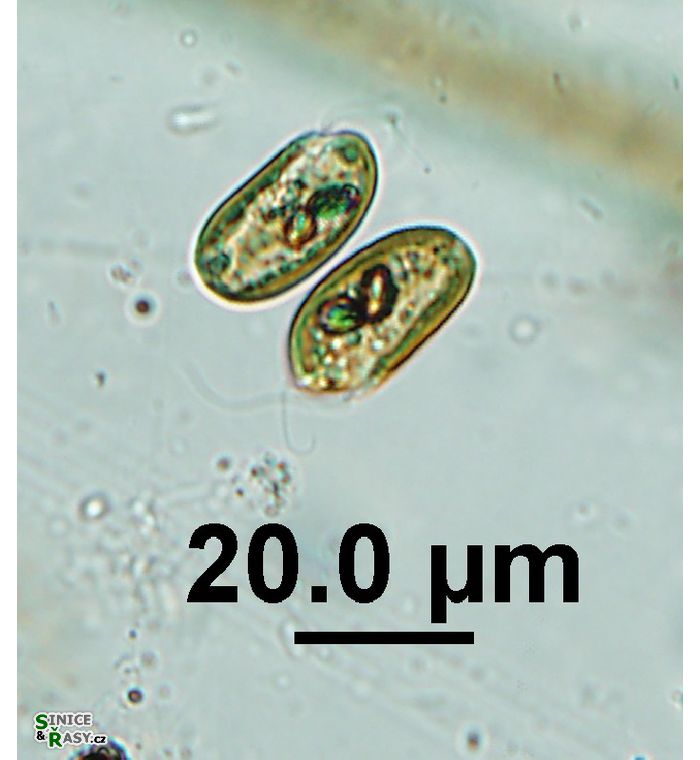 Cryptomonas obovata