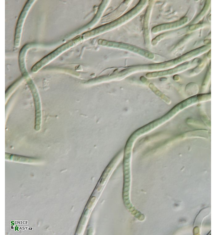 cf. Phormidesmis