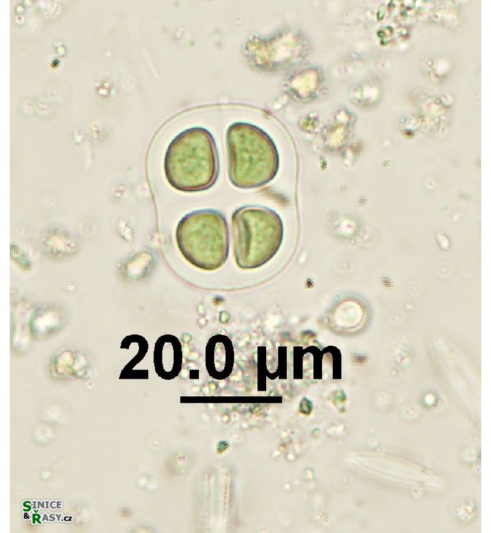 Chroococcus mipitanensis