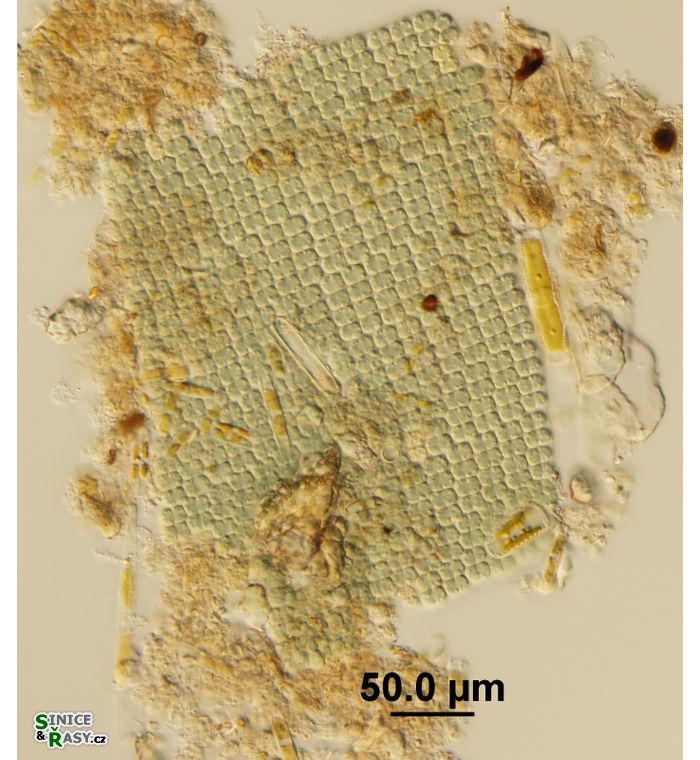 Microcrocis geminata