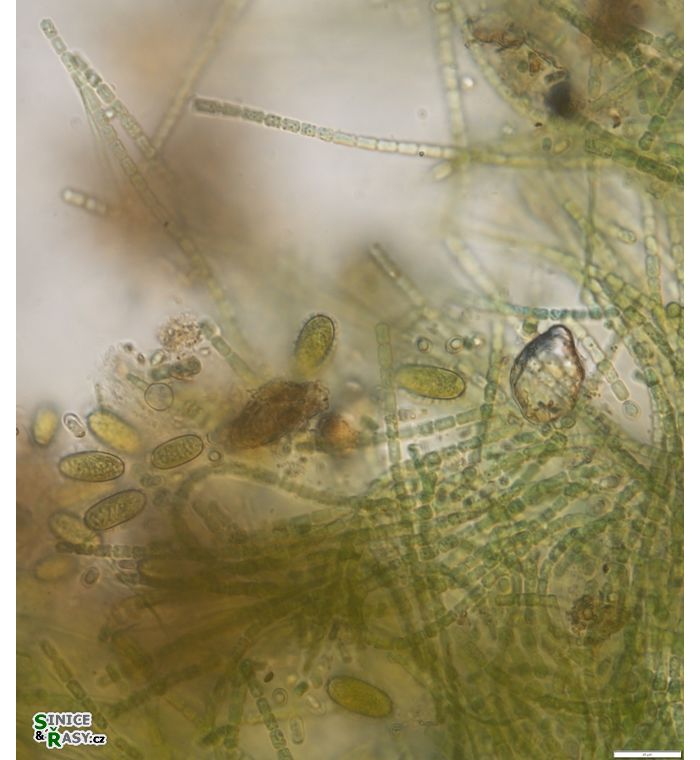 Cylindrospermum stagnale