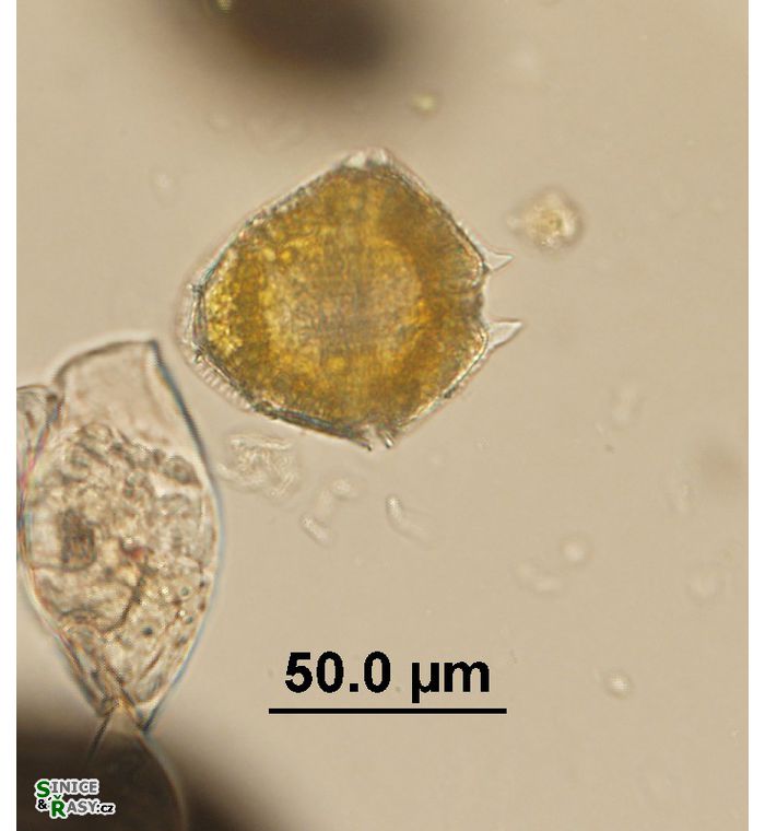 Peridinium bipes