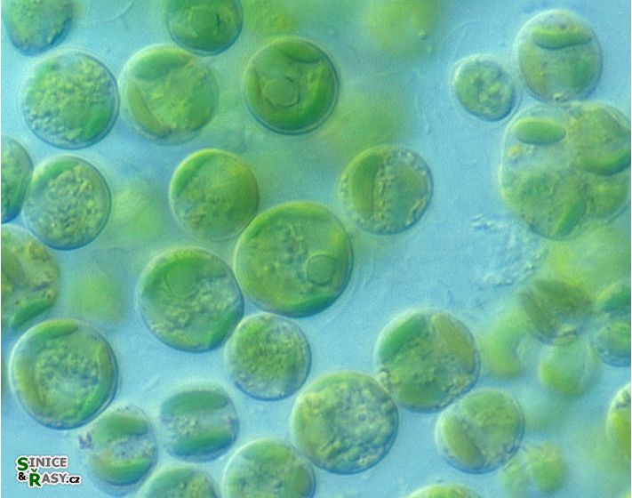 Vischeria helvetica