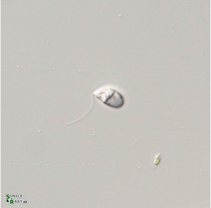 Sphenomonas teres