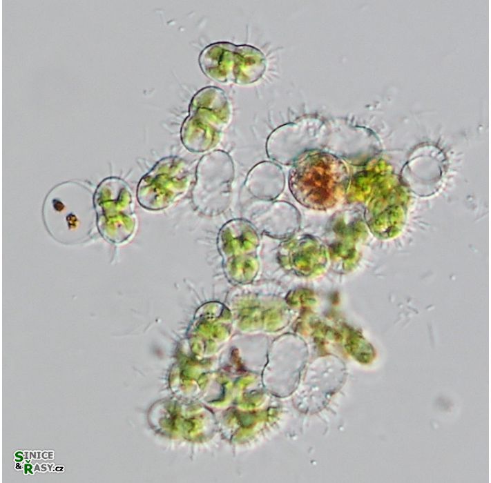 Cosmocladium constrictum