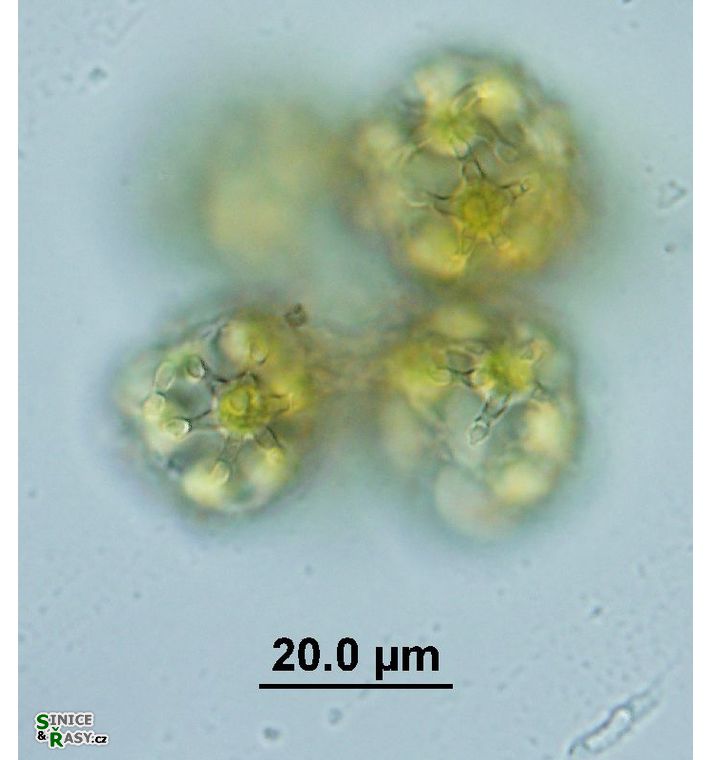 Hariotina reticulata 