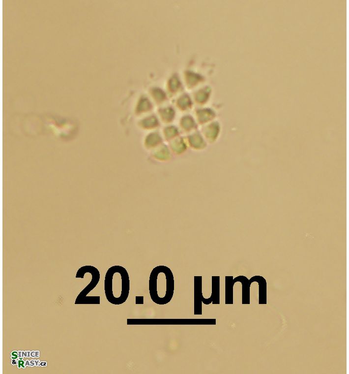 Tetrastrum triangulare