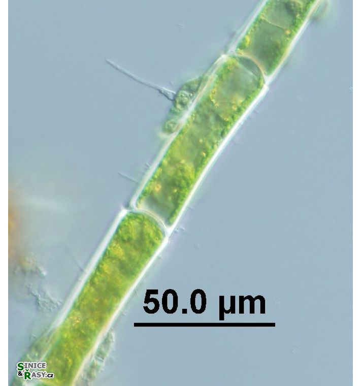 Aphanochaete repens