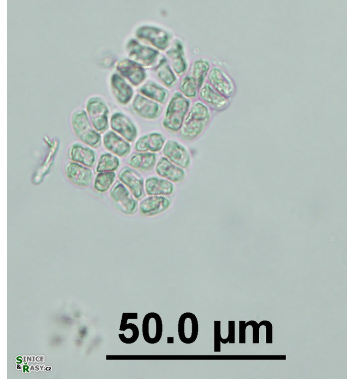 Willea irregularis