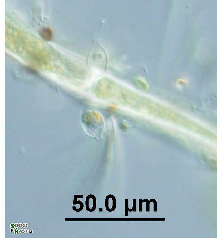 Derepyxis sp.