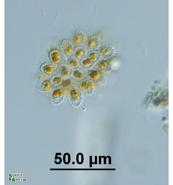Synura sp. 