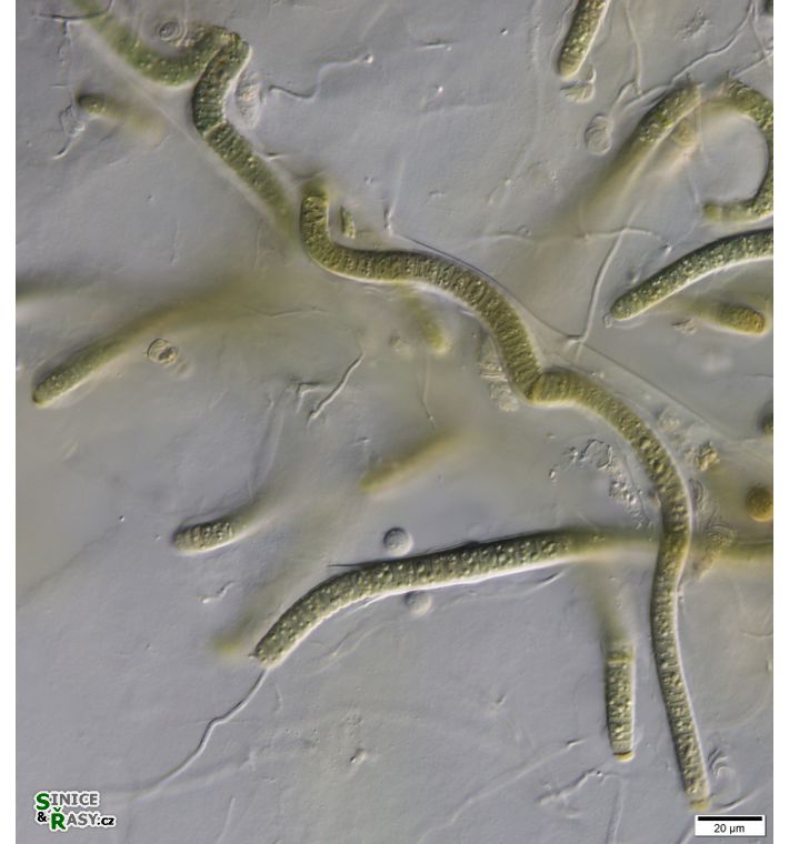 cf. Scytonematopsis