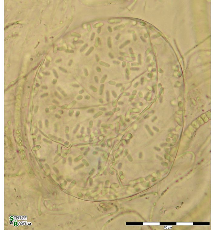 Lemmermanniella uliginosa