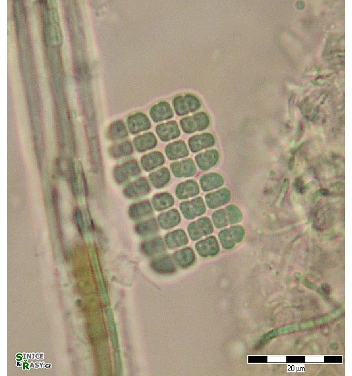 Merismopedia glauca