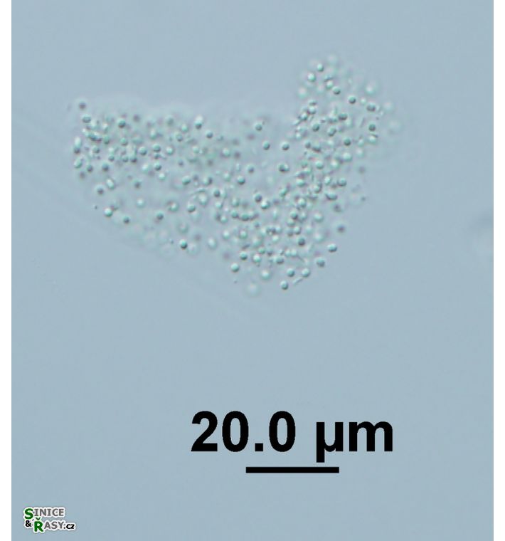 Aphanocapsa delicatissima